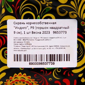 

Сирень корнесобственная "Индиго", Р9 (горшок квадратный 9 см), 1 шт Весна 2023