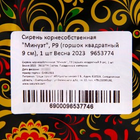 

Сирень корнесобственная "Минуэт", Р9 (горшок квадратный 9 см), 1 шт Весна 2023