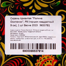 

Сирень привитая "Полина Осипенко", Р9 (горшок квадратный 9 см), 1 шт Весна 2023
