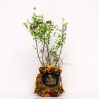 Саженец Спирея (горшок р9) Густоцветковая (денсифлора), 1 шт, Осень 2025 9653787