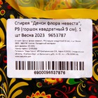 Саженец Спирея (горшок р9) Густоцветковая (денсифлора), 1 шт, Осень 2025 9653787