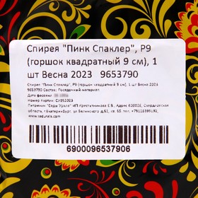 

Спирея "Пинк Спаклер", Р9 (горшок квадратный 9 см), 1 шт Весна 2023