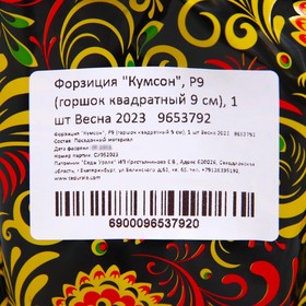 

Форзиция "Кумсон", Р9 (горшок квадратный 9 см), 1 шт Весна 2023