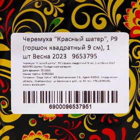 

Черемуха "Красный шатер", Р9 (горшок квадратный 9 см), 1 шт Весна 2023