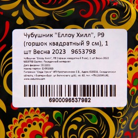 

Чубушник "Еллоу Хилл", Р9 (горшок квадратный 9 см), 1 шт Весна 2023