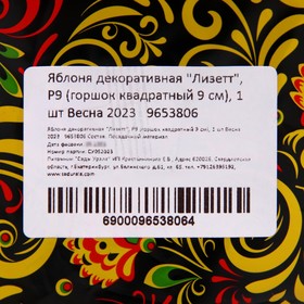 

Яблоня декоративная "Лизетт", Р9 (горшок квадратный 9 см), 1 шт Весна 2023