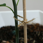 Шпагат джутовый для подвязки растений, 50 м, 560 текс, 1 нить, джут, Greengo - Фото 4