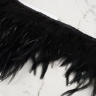 Тесьма с перьями петуха, 10-15 см, 5 ± 0,5 м, цвет чёрный - фото 9839943