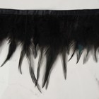 Тесьма с перьями петуха, 10-15 см, 5 ± 0,5 м, цвет чёрный - Фото 3