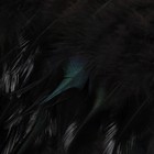 Тесьма с перьями петуха, 10-15 см, 5 ± 0,5 м, цвет чёрный - Фото 4