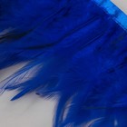 Тесьма с перьями петуха, 10-15 см, 5 ± 0,5 м, цвет синий - фото 7808229