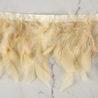 Тесьма с перьями индюка, 13-17 см, 5 ± 0,5 м, цвет сливочный - фото 7489095