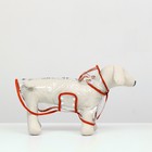 Дождевик для собак, размер M (ДС 26, ОГ 38-41, ОШ 40 см), красный - Фото 3