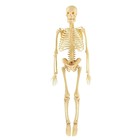 Набор для опытов «Скелет человека», в пакете - фото 4390817