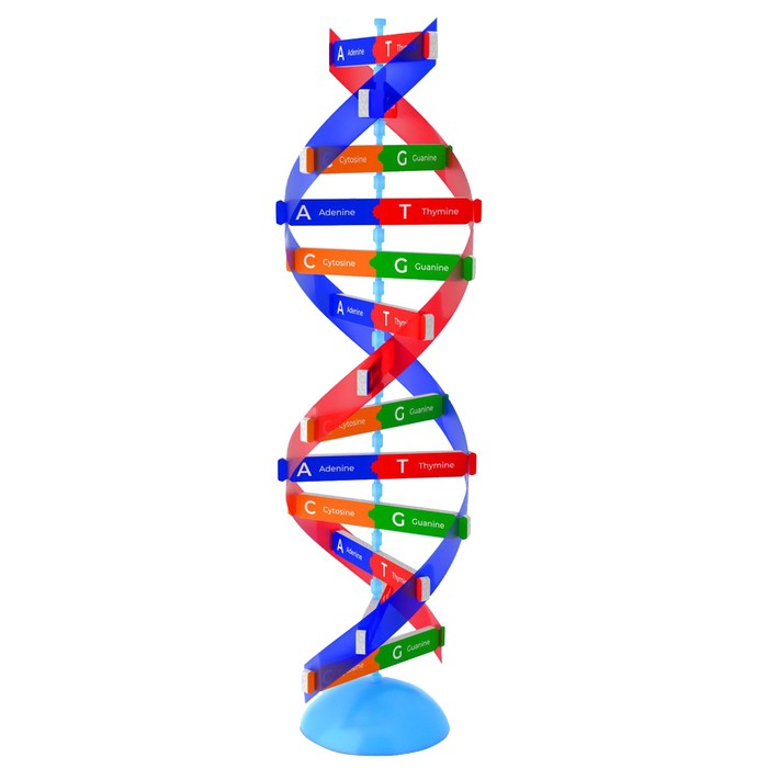 Набор для опытов «Молекула ДНК», в пакете - Фото 1