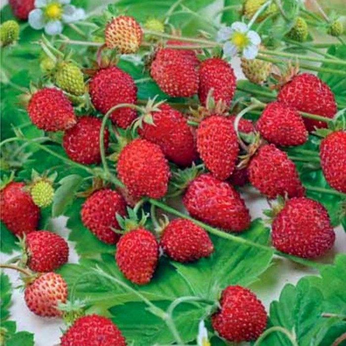 Земляника солемахер описание сорта фото Земляника солемахер описание сорта фото