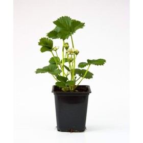 Саженец Земляника садовая Золушка, Р9 горшок