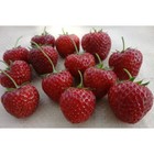 Земляника садовая «Зенга Гигана», саженец, горшок Р9, 1 шт., Лето 2026, «ПОИСК» - Фото 2