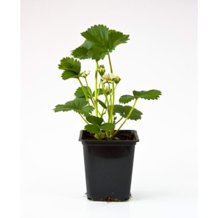 Саженец Земляника садовая Чамора Турусси, Р9 горшок