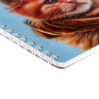 Записная книга А5, 40 листов на гребне в клетку " Котёнок", обложка мелованный картон, ВД лак, блок офсет - фото 25750343