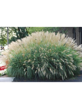 {{photo.Alt || photo.Description || 'Мискантус китайский, Осень 2025'}}