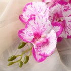 Цветы искусственные "Орхидея фаленопсис" премиум, 7х55 см, малиново-белый - фото 9484699