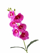 Цветы искусственные «Орхидея фаленопсис» премиум, 7×55 см, сиреневый  (артикул 9369526)  большой выбор товаров оптом и в розницу по низким ценам с доставкой