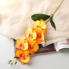 Цветы искусственные "Орхидея фаленопсис" премиум, 7х55 см, жёлтый - фото 319526140