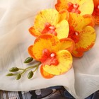 Цветы искусственные "Орхидея фаленопсис" премиум, 7х55 см, жёлтый - фото 9484701