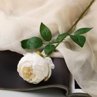 Цветы искусственные "Роза Эстетика" 7х65 см, белый - фото 319526156