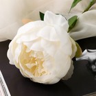 Цветы искусственные "Роза Эстетика" 7х65 см, белый - Фото 2