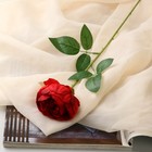 Цветы искусственные "Роза Эстетика" 7х65 см, бордовый - фото 319526158