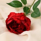 Цветы искусственные "Роза Эстетика" 7х65 см, бордовый - Фото 2