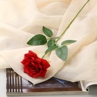 Цветы искусственные "Роза Гран При" 8х56 см, красный - Фото 1