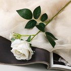 Цветы искусственные "Роза венесуэльская" 8х56 см, белый - фото 319526172