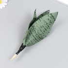 Искусственное растение для творчества "Сансевиерия Сильвер" 24х9 см - фото 22298315