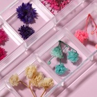 Сухоцветы для декора «Ассорти», объёмные, 12 видов, в футляре, разноцветные - Фото 3