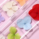 Сухоцветы для декора «Нежность», объёмные, 12 видов, в футляре, разноцветные - Фото 3