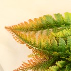 Букет искусственный «Папоротник атриум», h=35 см, МИКС (комплект 2 шт) - фото 24386062