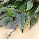 Букет «Хоста галант», 31 см, МИКС 9499393