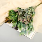 Букет «Хоста галант», 31 см, МИКС 9499393