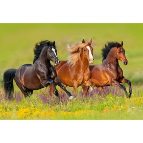 Холст с красками 30 × 40 см «Бегущие лошади в поле»