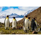 Холст с красками 30 × 40 см, «Королевские пингвины» - фото 10608175
