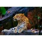 Холст с красками 30 × 40 см, «Леопард на скале» - фото 10608181