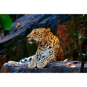 Холст с красками 30 × 40 см, «Леопард на скале»
