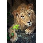 Холст с красками 30 × 40 см, «Могучий лев» - фото 10608184