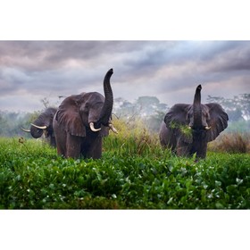 Холст с красками 30 × 40 см, «Слоны на поляне»