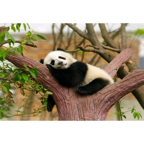 Холст с красками 30 × 40 см, «Спящая панда»