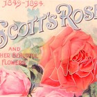 Наклейка интерьерная пластик "Розы" 51х40 см - Фото 3