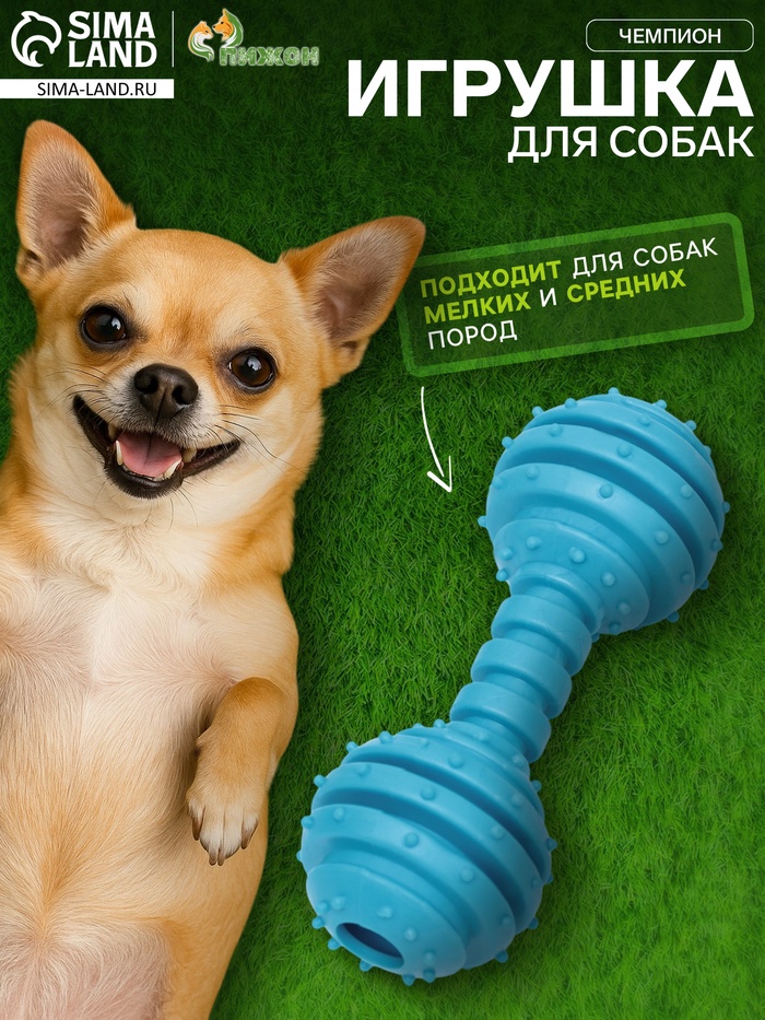 Жевательная игрушка для собак «Чемпион», 12.5 см, TPR, голубая - Фото 1